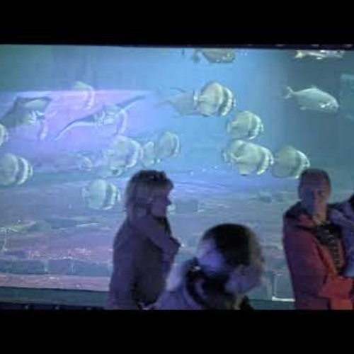 Budapest Zoo Aquarium Live: Shark School & Underwater Wonders