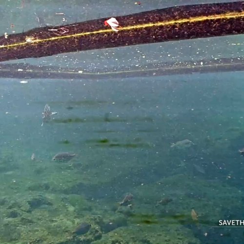 Homosassa Manatee Underwater Live View
