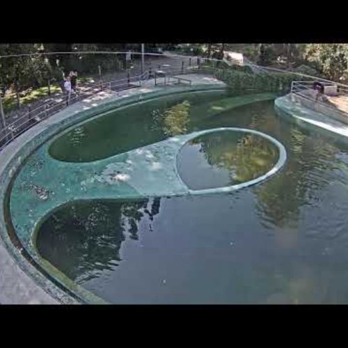 Budapest Zoo Seal Habitat Live Cam 🇭🇺