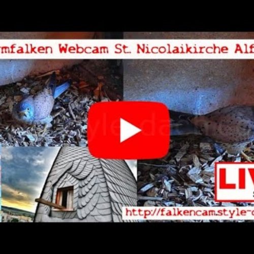 Live Kestrel Nesting Box: St. Nicolai Church Alfeld, Germany