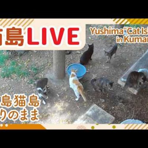 Yushima Cat Island Feeding Station Live View
