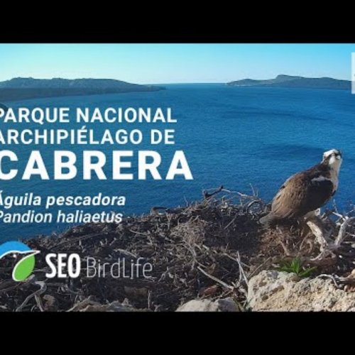 Cabrera National Park Osprey Nest Live Cam, Balearic Islands