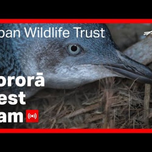 Oamaru Kororā Blue Penguin Nest Cam Live
