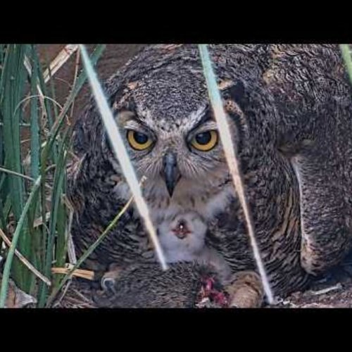 Owlets At The Wildflower Center Great Horned Owl Nest | Cornell Lab Bird