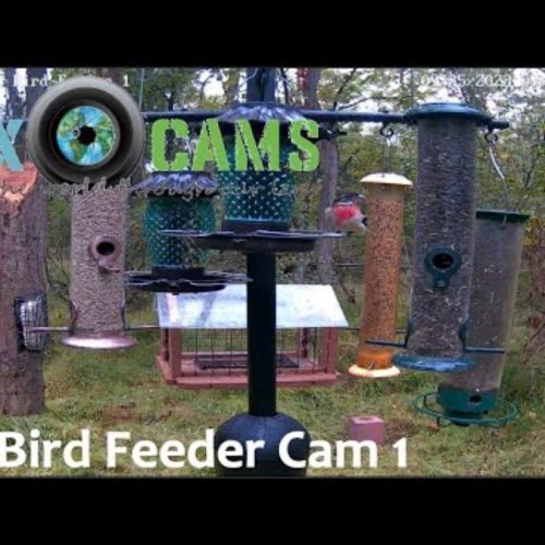 Murrysville Bird Feeder Webcam: Live Wildlife Views
