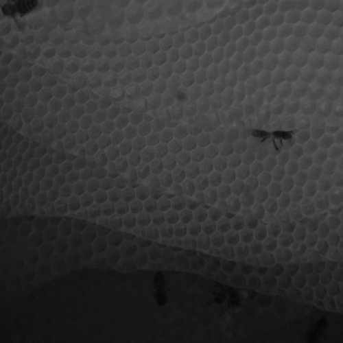 Waal Honey Bee Hive Live Camera: Watch the Swarm in Real-Time