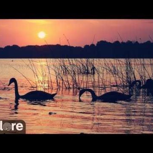 Naknek River Wilderness Live Stream