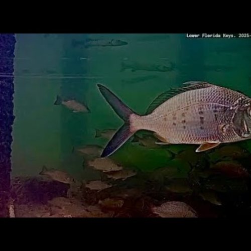 Lower Florida Keys Underwater Webcam: Live Marine Life Views