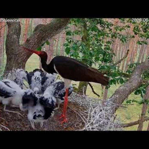 Black Stork Nest in Bolewice