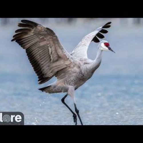 Sandhill Crane Live Stream | Wildlife Webcam Lowell, USA