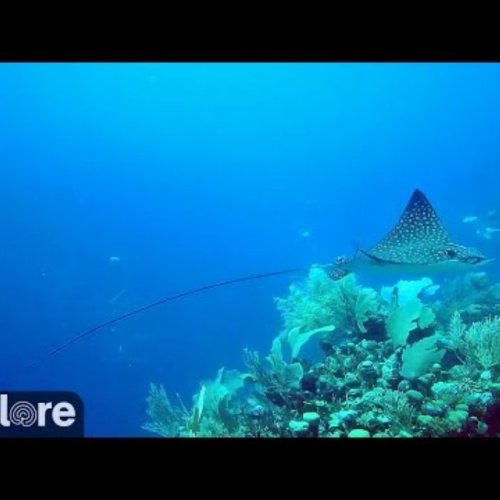Explore Utila's Underwater World: Edge-of-Wall Reef Live Stream