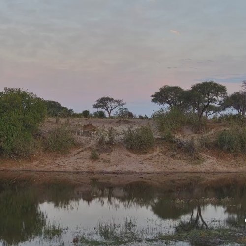 Boteti River Zebra Migration Live Stream