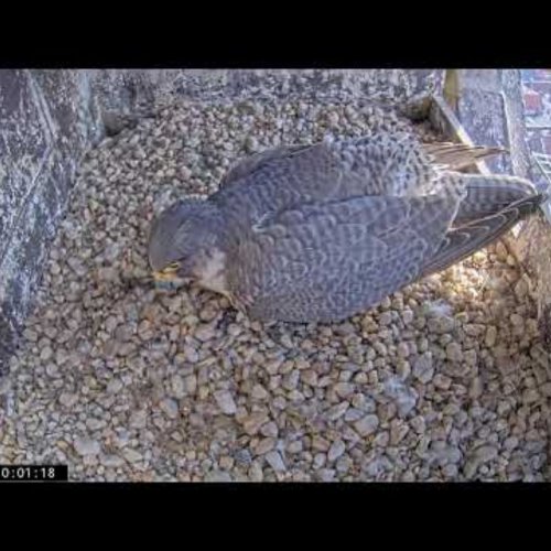 Amersfoort Peregrine Falcon Nest: Live Webcam on Onze Lieve Vrouwetoren