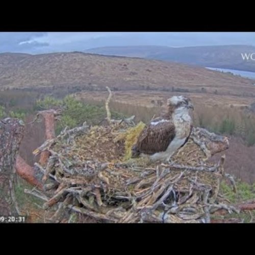 Loch Arkaig Osprey Nest Live Cam