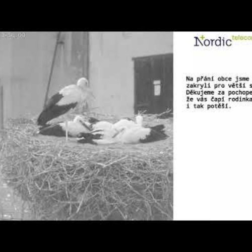 White Stork Family Nest Live Stream in Žichlínek, Czechia
