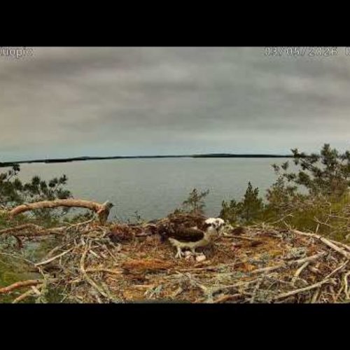 Osprey Nest on Lake Kallavesi | Kuopio, Finland