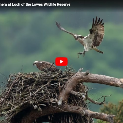 Osprey Nest Cam at Loch of the Lowes, Scotland 🦅