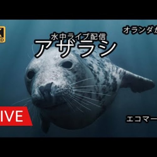 Ecomare Seals Live Cam
