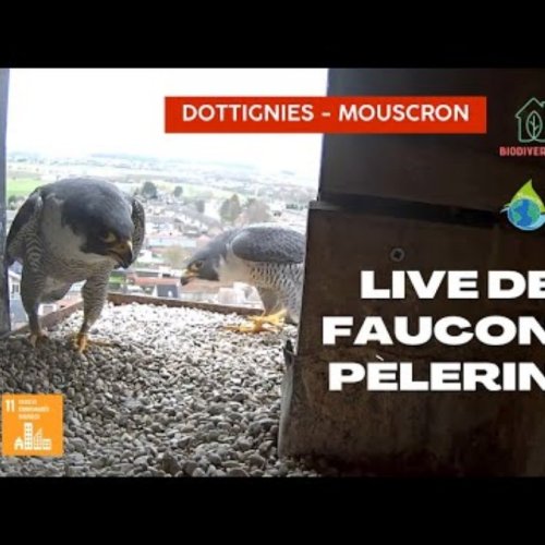 Live Peregrine Falcon Webcam: Dottignies, Mouscron
