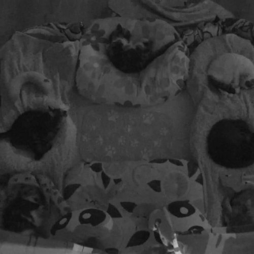 Kitten Rescue Nursery Live Feed