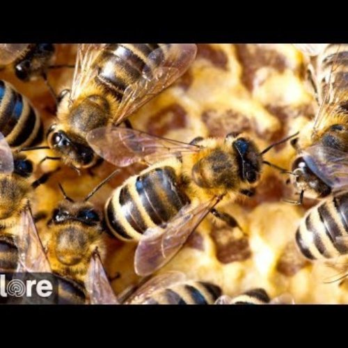 Live Honey Bee Nest Webcam: Waal, Germany