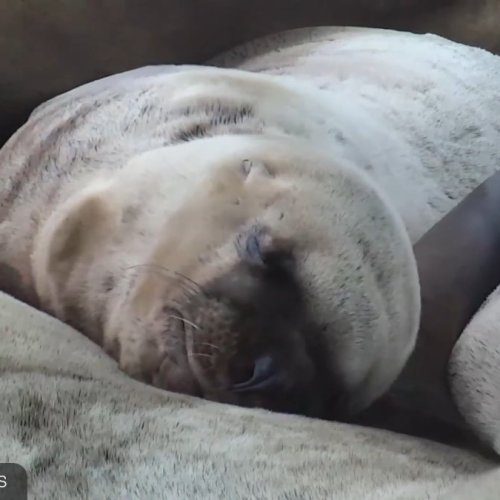 Steller Sea Lion Haulout Live Cam | Hanson Island, Canada
