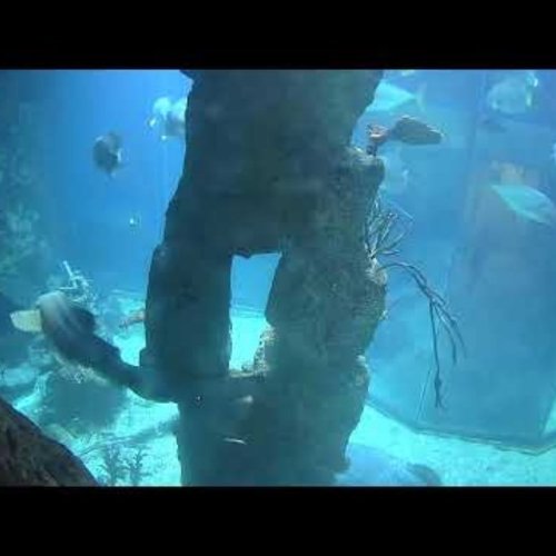 Haus des Meeres Shark Tank 2 Live Cam, Vienna