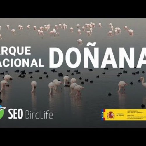 Doñana National Park Live Webcam: Wildlife & Wetlands of Spain