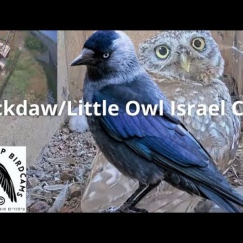 Jackdaw & Little Owl Nest Live Cam in Even Yehuda, Israel