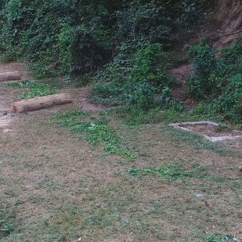 Bonobo Sanctuary Live Stream: Kinshasa, DRC