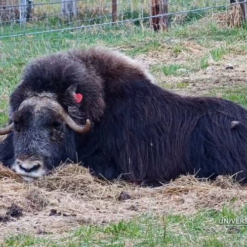 Majestic Musk Ox in Fairbanks, Alaska 🐃