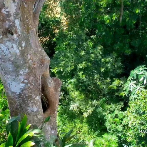 Macaw Nest Live View in Puerto Jiménez, Costa Rica