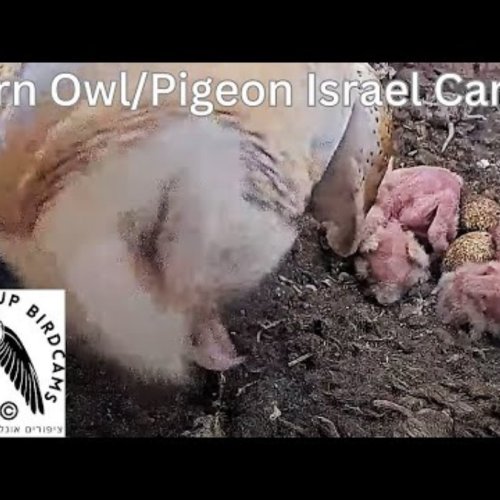 Barn Owl & Pigeon Nest Box Live Cam Afula Israel