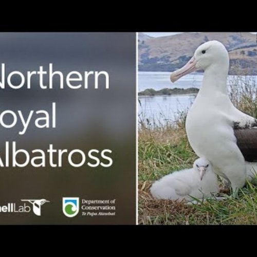 Royal Albatross Colony Live: New Zealand Wildlife Webcam