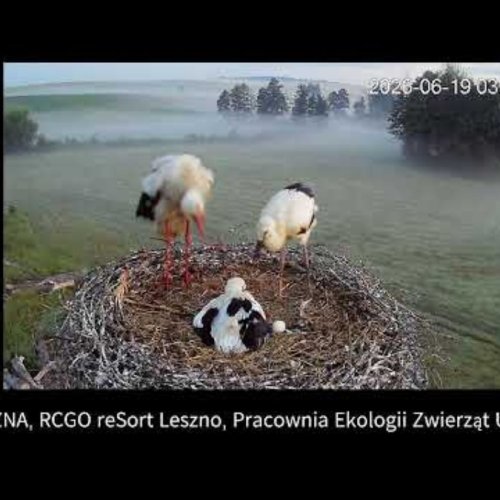 Osieczna White Stork Nest Live View