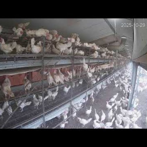 Live Chicken Cam at Kipster Farm, North Manchester, Indiana