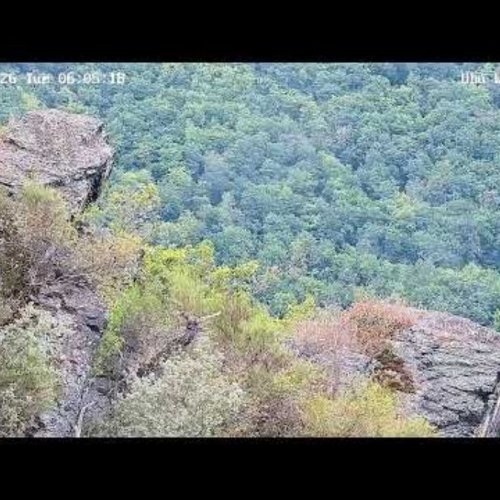 Ahr Valley Eagle-Owl Nest: Live View from Altenahr, Germany 🦅
