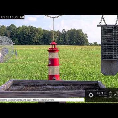 Live Bird Feeder & Garden Webcam: Ionia Township, Michigan
