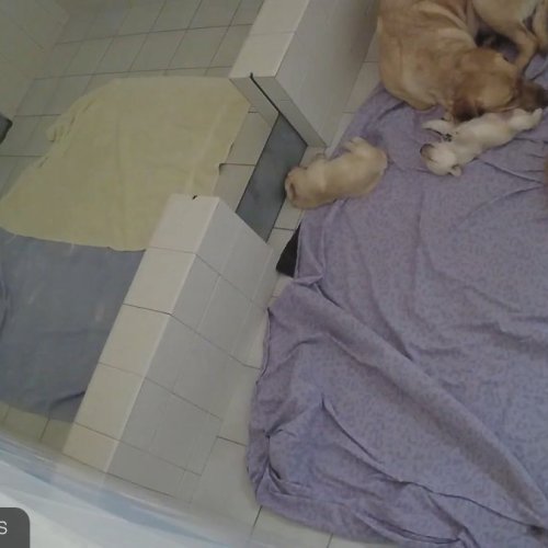 Sylmar Guide Dog Puppy Room Live Cam | Watch Future Assistants Rest