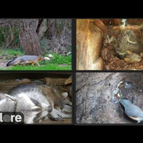 Austin Backyard Wildlife Live Camera | Explore All