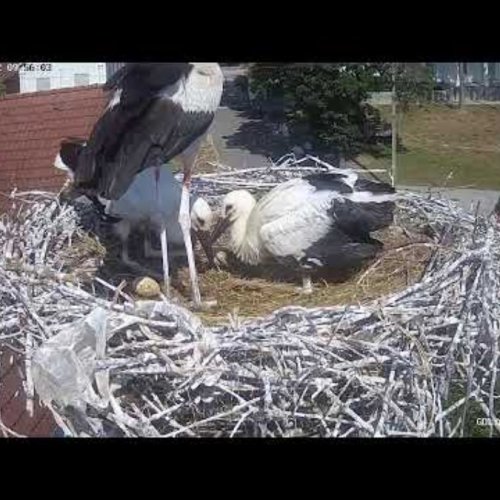 White Storks Nesting on a Rooftop in Rühstädt, Germany