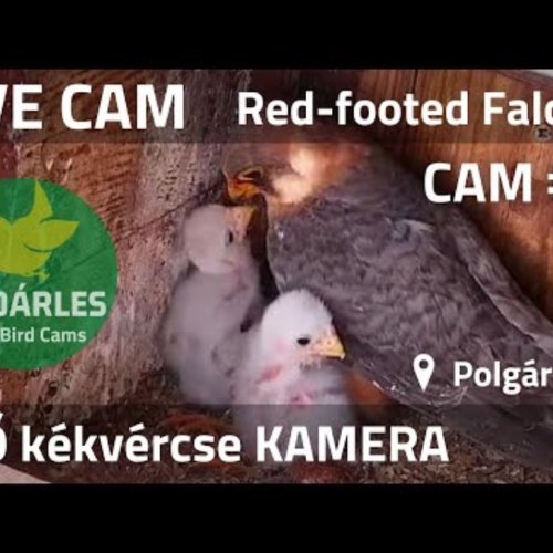 Red-footed Falcon Nest Live Stream in Polgár, Hungary