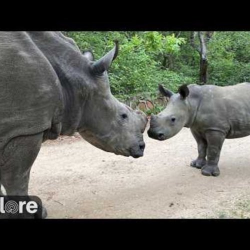 HESC Outdoor Rhino Live Cam | South Africa Wildlife