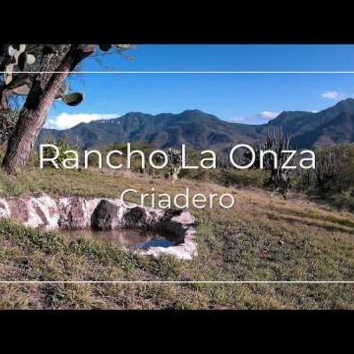 Rancho La Onza Breeding Pen Live View