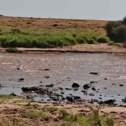 Mara Main Crossing Live Stream 🌄
