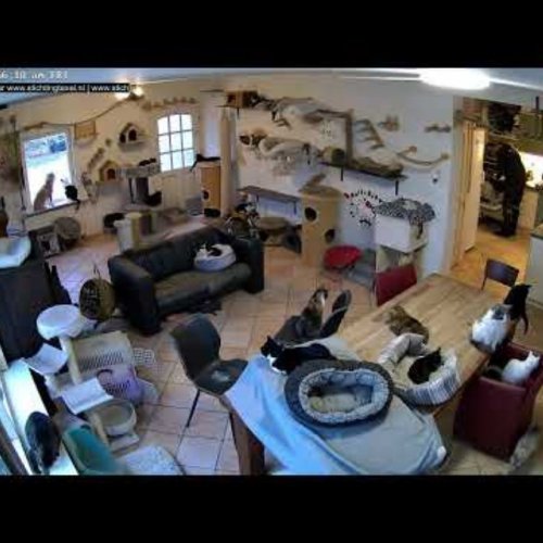 Woody's Safe Haven Texel Cats Live Webcam