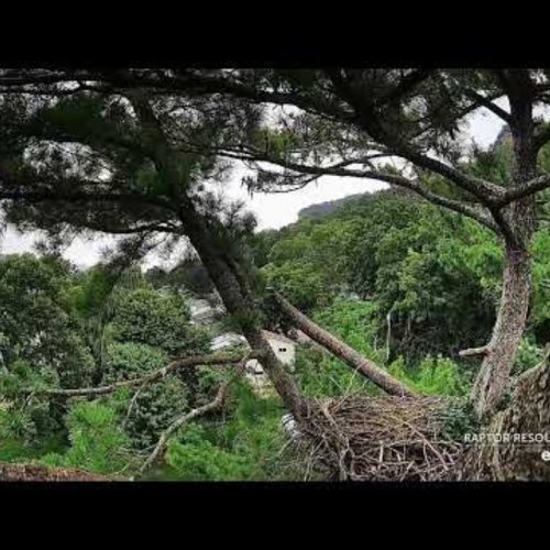 Bald Eagle Multiview 1 Live Camera: Decorah, Iowa