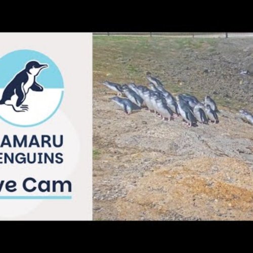 Oamaru Blue Penguin Colony Live Webcam New Zealand