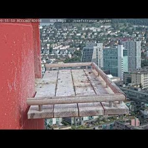 Live Webcam: Falcon Nest View Over Zurich, Switzerland