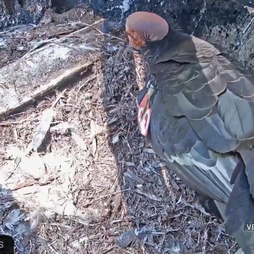 California Condors Redwood Grove Live Cam